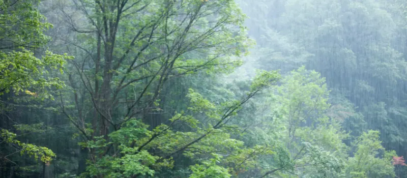 Embrace the Monsoon with Wellness: Essential Health Tips for the Rainy Season